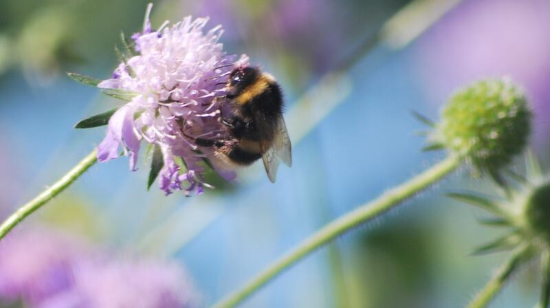 A buff-tailed bumblebee. Multiple UK habitats need to be protected. Photo: Bumblebee Conservation Trust