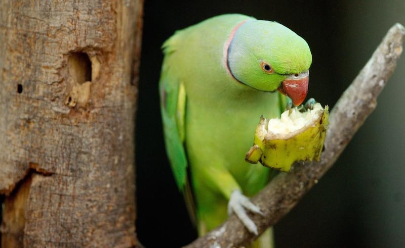 An Indian rose-ringed parakeet eats a banana in its enclosure at the Zoological Park in New Delhi. Vets say that as many as nine out of 10 chicks captured will die before they reach pet shops, where the survivors are sold.  EPA