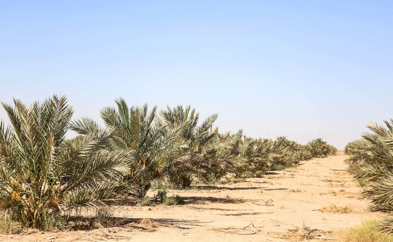 The Fadak plantation is a 500-hectare farm operated by the Imam Hussein Shrine in the nearby holy city of Karbala, in central Iraq. 