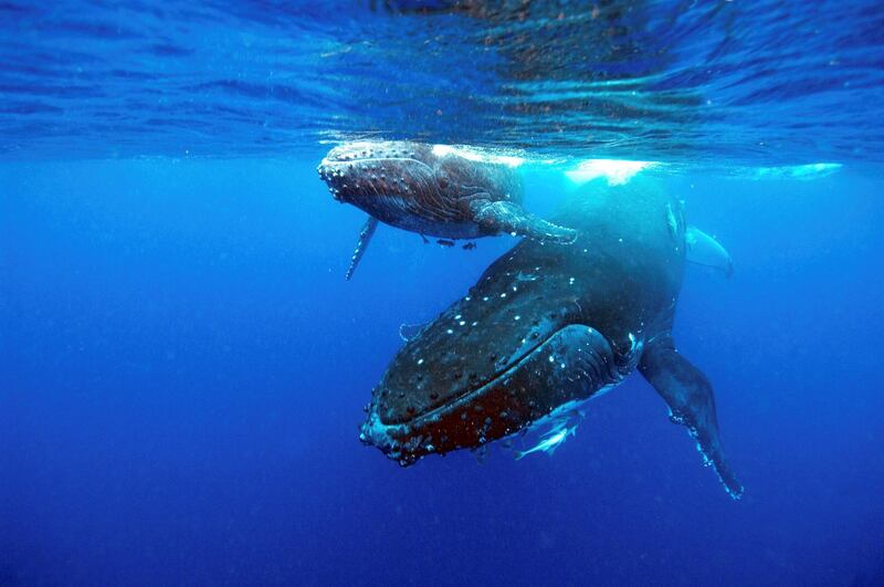Humpback whale, Megaptera novaeangliae, and calf, underwater, Vava u, Tonga (Photo by: Auscape/Universal Images Group via Getty Images)