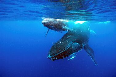 The listening posts system works in the same way as a whale searching for food. Getty Images