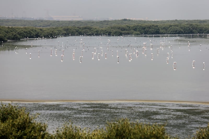AJMAN, UAE. April 7, 2015 - Natural mangroves will be a feature in Al Zorah's premier waterfront and lifestyle development project in Ajman, April 7, 2015. (Photos by: Sarah Dea/The National, Story by: Lucy Barnard, Business)
 *** Local Caption ***  SDEA070315-alzorah03.JPG