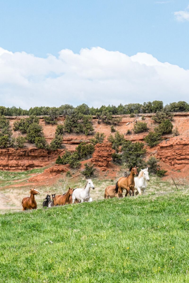 Horses at the ranch. Courtesy Red Reflet Ranch