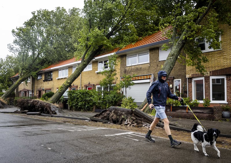 A row of uprooted trees that fell on houses in Haarlem. EPA