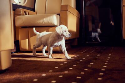Dogs can be enrolled in VistaJet's Fear of Flying course to help desensitise them to flying. Photo: VistaJet