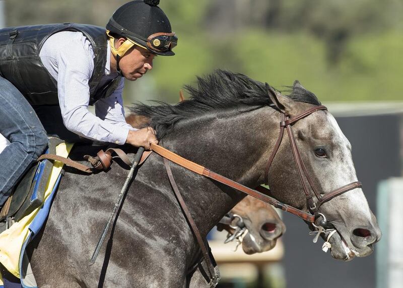 Arrogate works out on Saturday, January 21, 2017, at Santa Anita in Arcadia, California. It his final work in preparation for next Saturday's $12 million Pegasus World Cup Invitational at Gulfstream Park in Hallandale Beach, Florida, and a rematch with California Chrome. Benoit Photo / AP Photo