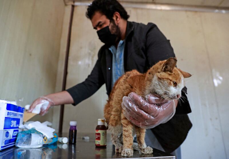 Having a pet is unusual in Iraq, and many of the cats and dogs that roam Baghdad's streets are mistreated.