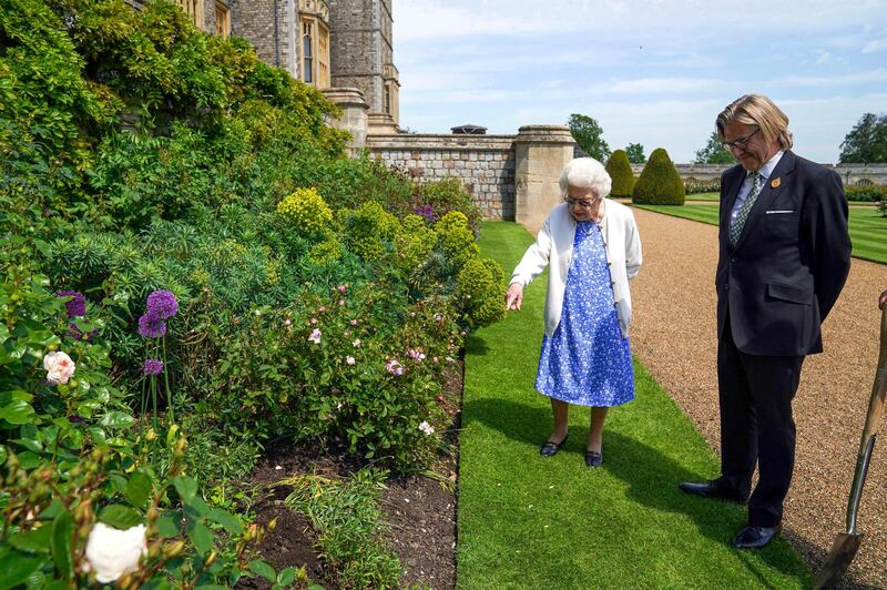 The rose has since been planted at the rose border of the East Terrace Garden at the queen's Windsor Castle home. AFP
