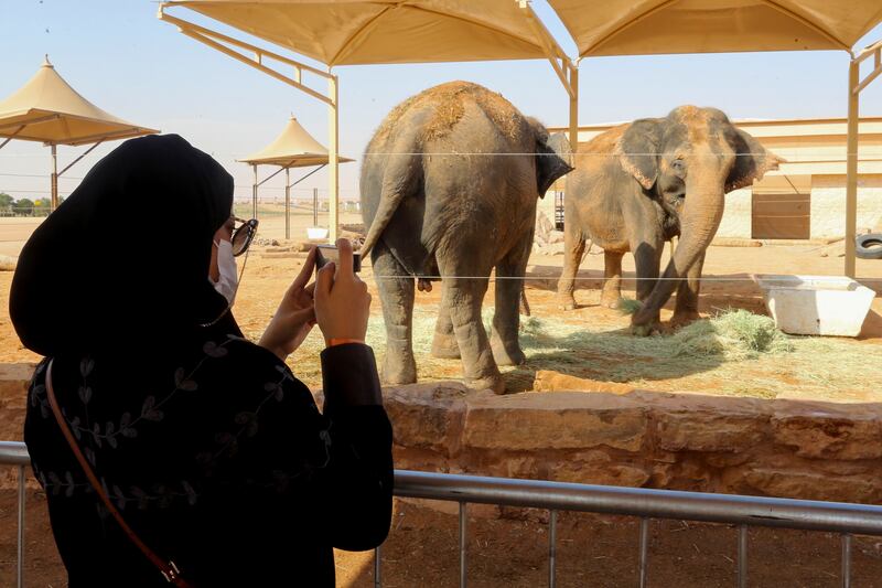 A visitor takes pictures of elephants enjoying a meal at Riyadh Safari.
