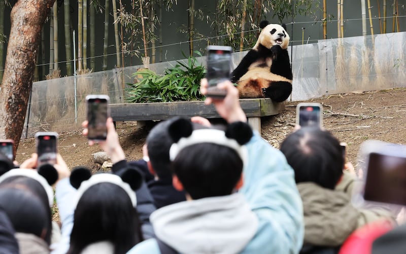 Visitors take photos of Fu Bao, a giant panda, at Everland amusement park in Yongin, south of Seoul, South Korea, 25 February 2024.  The panda will be displayed to the public until 03 March, before returning to China in early April.  The female panda, which was born to giant panda Ai Bao and her partner, Le Bao, at the Everland amusement park in Yongin, south of Seoul, in 2020, will be returned to China under an international agreement.   EPA / YONHAP SOUTH KOREA OUT