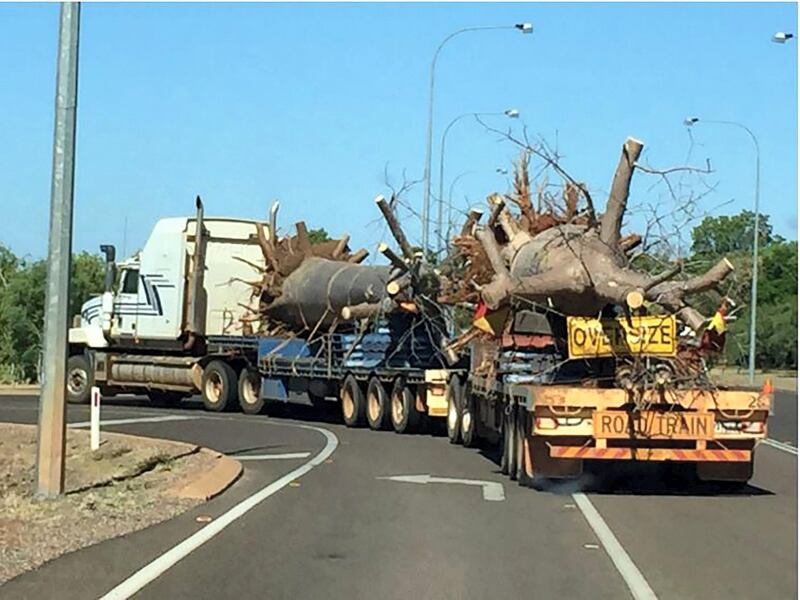 The trees were transported by road from Australia’s Northern Territory to Brisnbane and then by boat to Dubai. Photo: Cycad Enterprises 