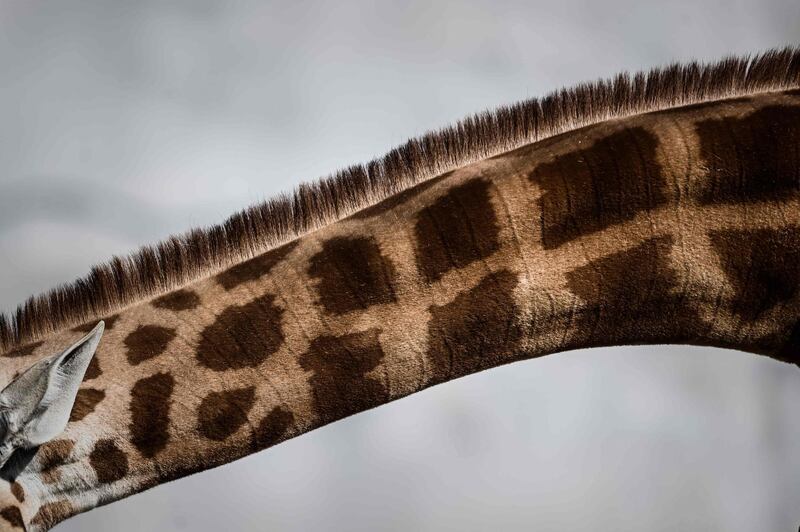 A shows a close-up of a giraffe.