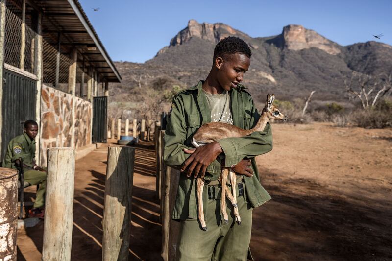 A gamekeeper with an orphaned generuk calf at Reteti Elephant Sanctuary in Samburu, Kenya. East Africa’s worst drought in 40 years is starving Kenya’s wildlife of its usual food and water sources while increasing human-wildlife conflict. AFP