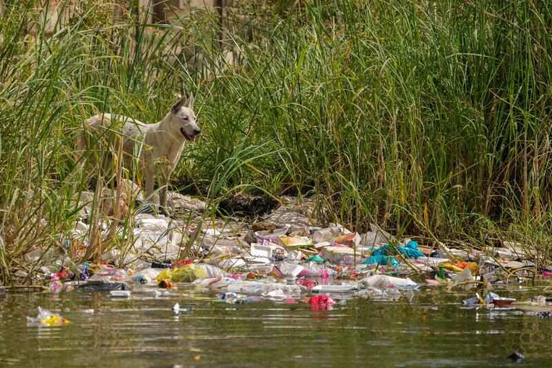 Plastic waste on the banks of the Nile in Cairo in September.  AP Photo