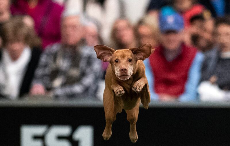 Dogs jumping part two: A dog competes in the Masters Agility Championship during the Annual Westminster Kennel Club Dog Show on February 8, 2020 in New York City. AFP