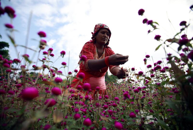 A woman picks globe amaranth flowers, used to make garlands and offer prayers, before selling them to the market for the Tihar festival, also called Diwali, in Bhaktapur, Nepal October 21, 2019. Reuters