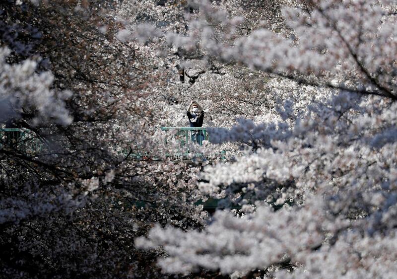 A man in a protective mask takes a photograph among blooming cherry blossoms in Tokyo, Japan. Reuters