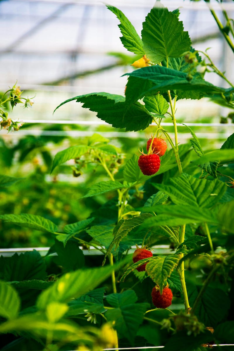 The company's raspberry production area measures 1.8 hectares and is expected to yield 18 tonnes of raspberries per hectare.