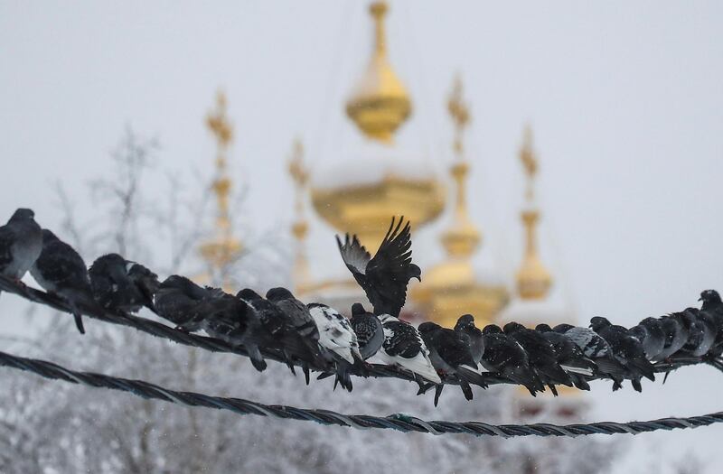 Pigeons sit on a wire, with the domes of the Novodevichy monastery in the background, on a snowy day in Moscow, Russia.  Reuters