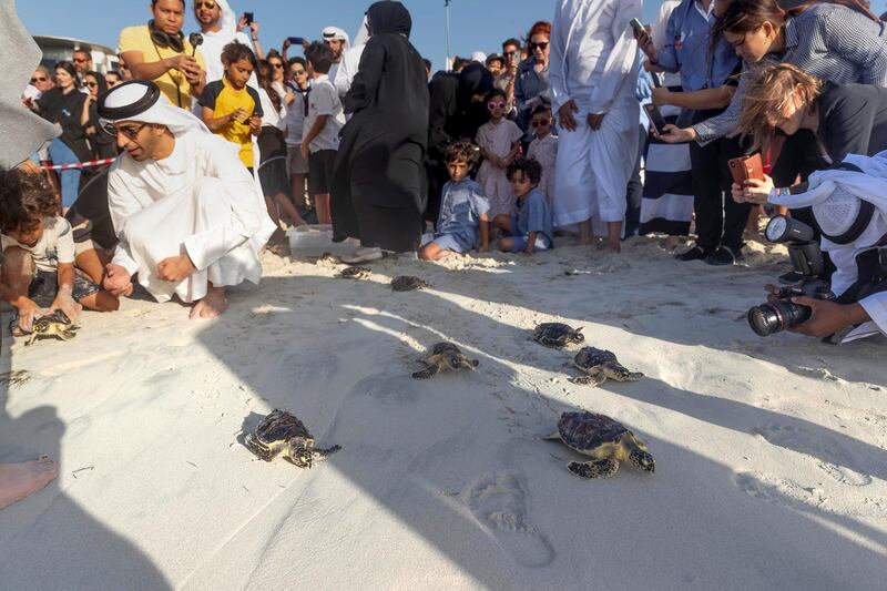 ABU DHABI, UNITED ARAB EMIRATES. 24 APRIL 2019. Turtle release at the Jumeirah at Saadiyat Island Resort. (Photo: Antonie Robertson/The National) Journalist: None. Section: National.