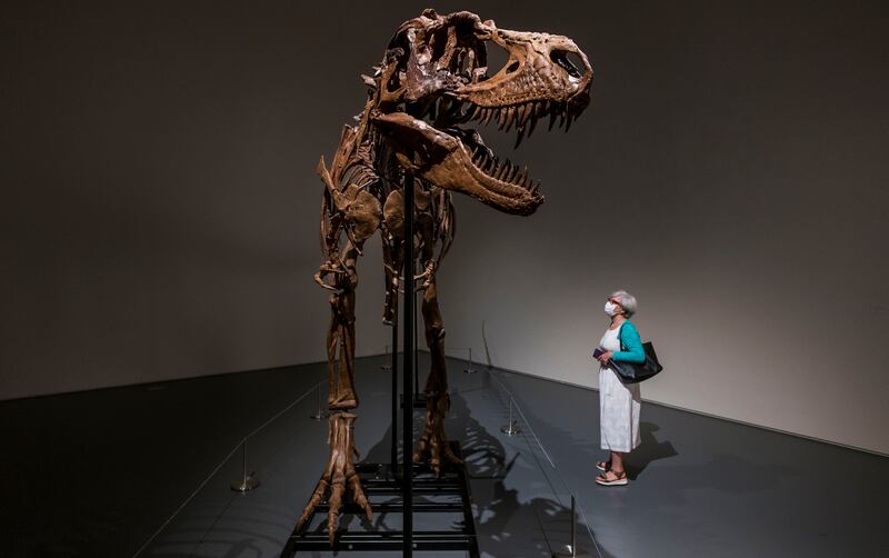 The dinosaur fossil will be auctioned on July 28 and is expected to sell for an estimated between $5 million and $8m. EPA
