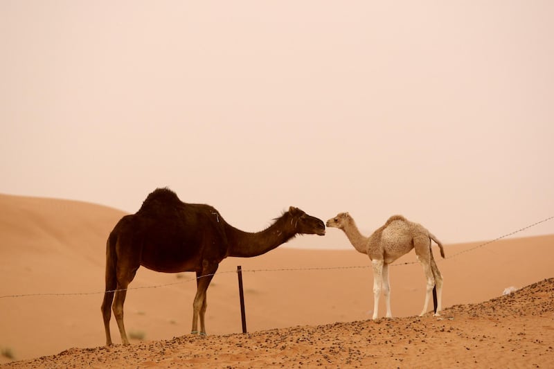 AL AIN, UNITED ARAB EMIRATES - February 12, 2009: A young camel interacts with an adult camel at a farm property in Al Ain, during a sandstorm.
(Ryan Carter / The National)

Stock *** Local Caption ***  RC006-StockFarm.JPGRC006-StockFarm.JPG