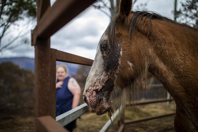Lisa Poulsen with her horse Jake, who was burnt in a bushfire on December 31, 2019, in Verona, New South Wales, Australia  EPA