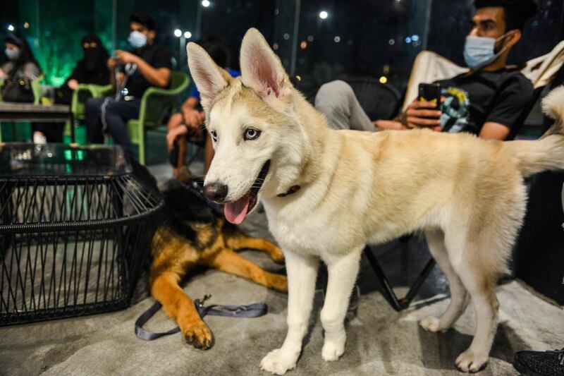 A husky stands while another German shepherd lies down by their owners at the Barking Lot cafe. AFP