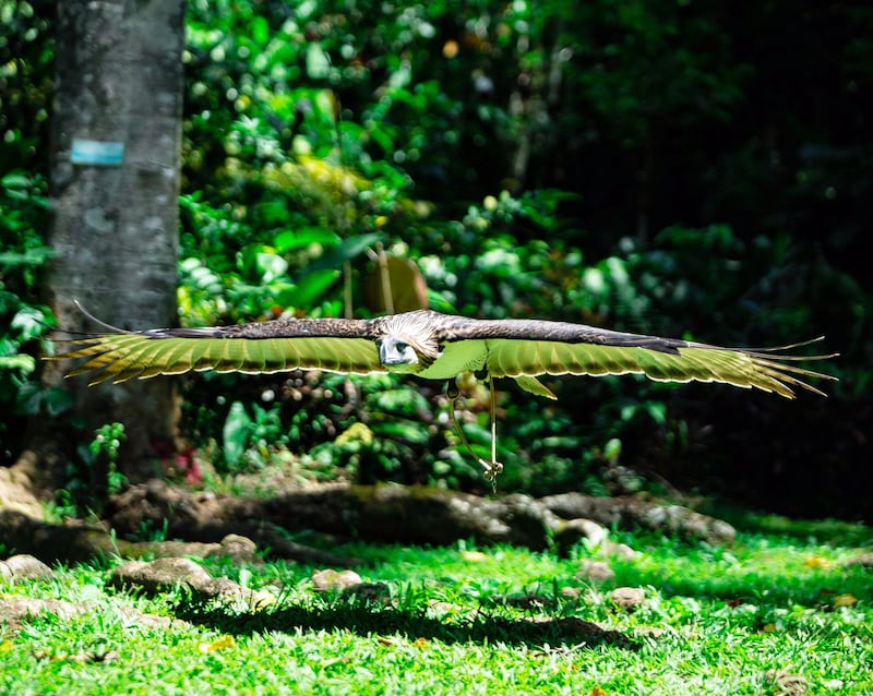 A Philippine Eagle spreads its wings inside a sanctuary in Davao City, Philippines.  EPA