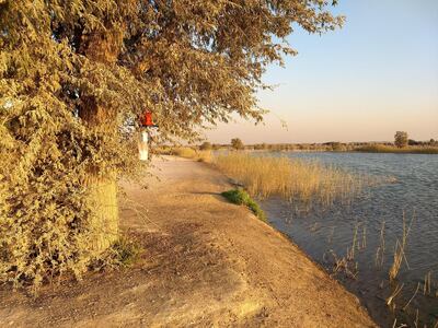 Mosquito traps that were used to collect the creatures at Al Qudra Lakes, Dubai by Dr Jeremy Camp. Photo by Jeremy V. Camp NOTE: For Daniel Bardsley's story about mosquito species found in the UAE