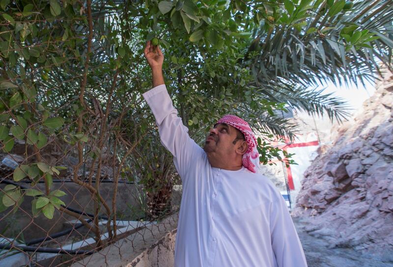 Sharjah, United Arab Emirates-  Mohammed Bahbooh Al Naqbi, owner of the farm, the Bahbooh Hangning Gardens at Al Nahwa Village in Sharjah.  Leslie Pableo for The National for Ruba Haza