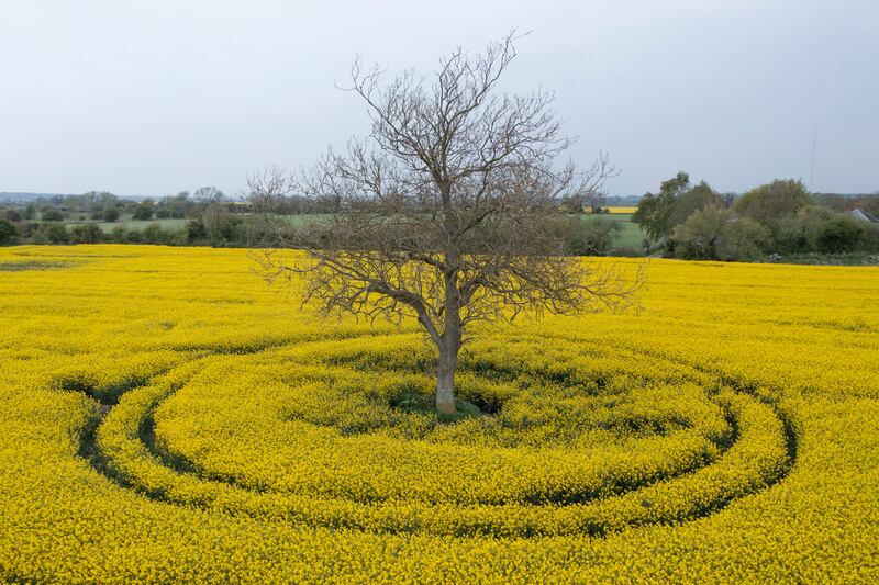 A tree is surrounded by a crop of oilseed rape near Romney in south-east England. Getty
