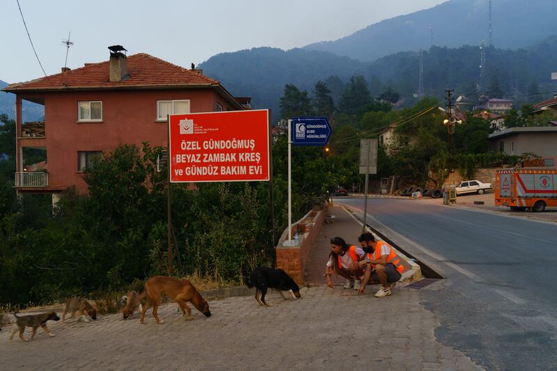 Paw Guard trying to catch the street dogs in Gundogmus, Antalya.