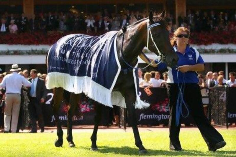 Black Caviar has had 19 consecutive wins. Mark Dadswell / Getty Images