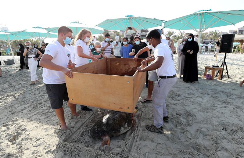 Around 30 turtles released into the sea on World Sea Turtle Day at the Jumeirah Al Naseem beach in Dubai on June 16,2021. Pawan Singh / The National. 