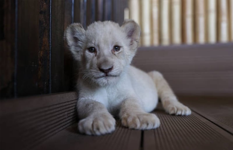 A white lion cub born in Turkey. Getty Images