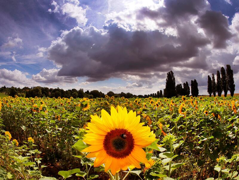 Sun flowers in a field in Bad Homburg, Germany, as dark clouds pass by. AP Photo / Michael Probst