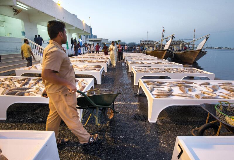 AJMAN, UNITED ARAB EMIRATES - Catch of the day for auction in Ajman Fish Market.  Leslie Pableo for The National