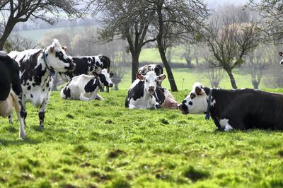 Dairy cows, used in Camembert cheese manufacturing process, gather in a field in Vimoutiers, northwestern France on April 18, 2013. Since 1983, the name Camembert de Normandie has been protected as Appellation d'Origine controlée (AOC). AFP PHOTO / CHARLY TRIBALLEAU (Photo by CHARLY TRIBALLEAU / AFP)