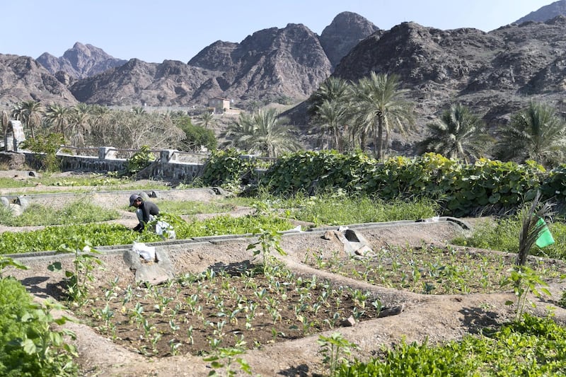 RAS AL KHAIMAH, UNITED ARAB EMIRATES - DECEMBER 26, 2018. 

Mohammed Ghulam Mostafa, working in Abdullah Al Mazrooie's farm in Al Ghail.

(Photo by Reem Mohammed/The National)

Reporter: RUBA HAZA
Section:    NA