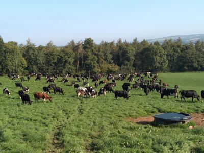 Richard Tucker's farm in Devon in south-west England. 