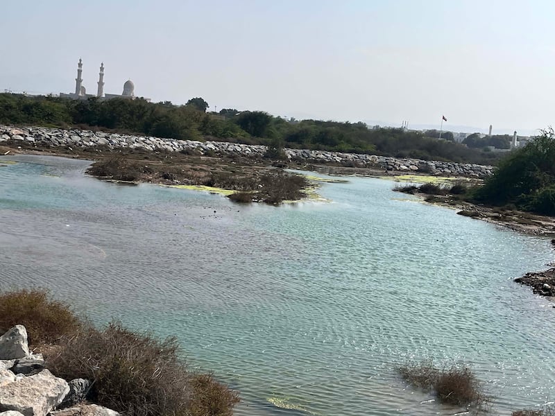 An oasis filled up with rainwater in Alhail, Muscat. Photo: Saleh Al Shaibany