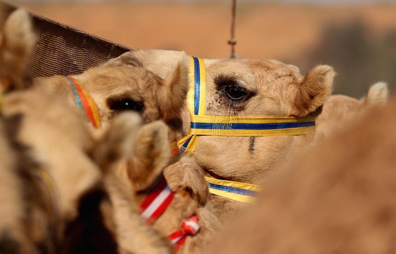 Camels wait to race at Al Sawan Race Track in Ras Al Khaimah, United Arab Emirates.  Francois Nel / Getty Images