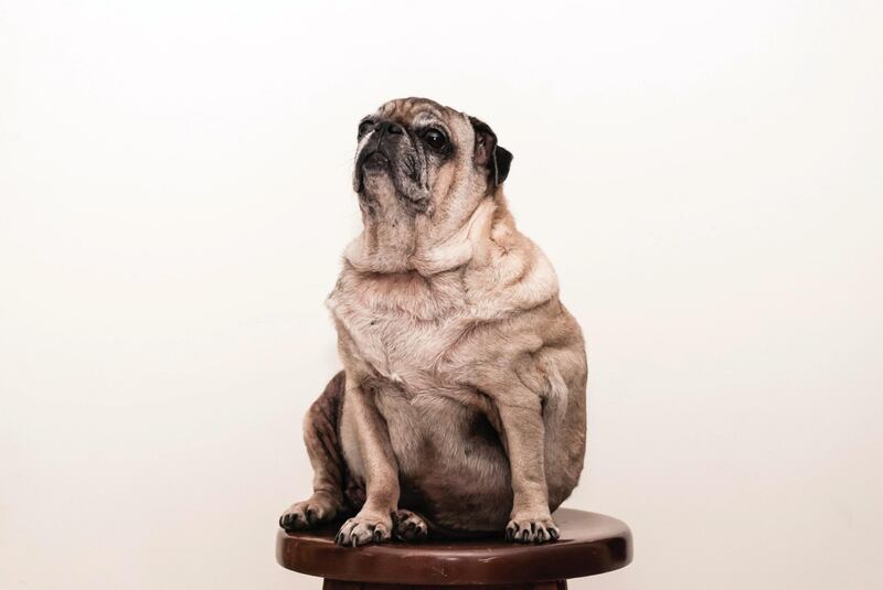 Overweight pug. Having an overweight pet can take two years off its life. Unsplash