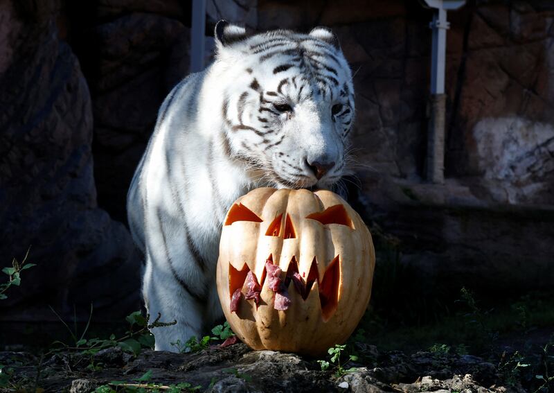 A white Bengal tiger inspects a Halloween pumpkin stuffed with meat at Bioparco zoo in Rome, Italy. Reuters