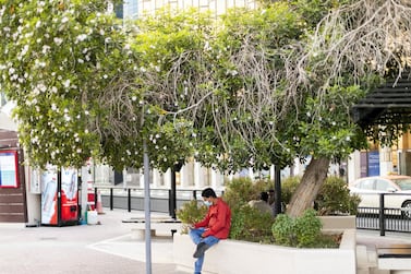 A man sits under a tree by Dubai Creek in Deira. Trees and parks in cities affect the temperature. Reem Mohammed / The National