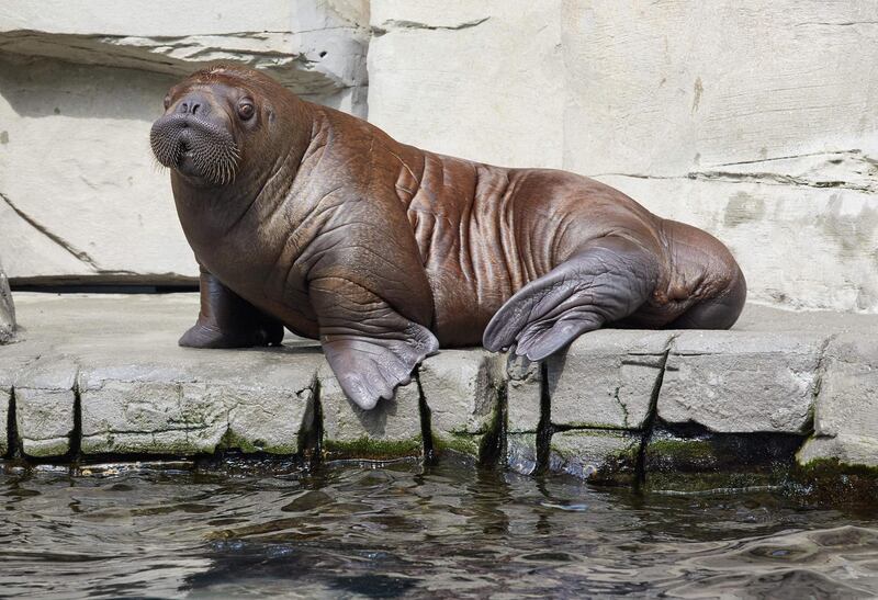 Baby walrus "Fiete" takes a rest in his enclosure at the Tierpark Hagenbeck zoo in Hamburg, northern Germany.  AFP