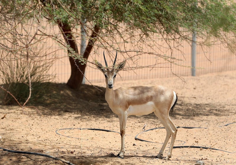 Sharjah, United Arab Emirates - July 10, 2019: Weekend's postcard section. An Arabian sand gazelle at the Mleiha Archaeological Centre. Wednesday the 10th of July 2019. Maleha, Sharjah. Chris Whiteoak / The National