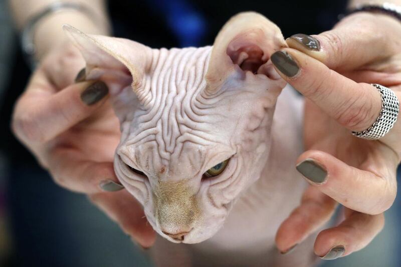 A Canadian Sphynx cat is evaluated during an international feline beauty show in Bucharest. Bogdan Cristel / Reuters