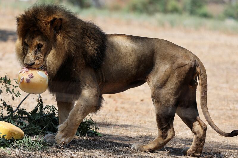A lion eats an icy treat containing meat and ostrich eggs to cool down during a regional heatwave at the Safari Zoological Centre in Ramat Gan, Israel. Reuters